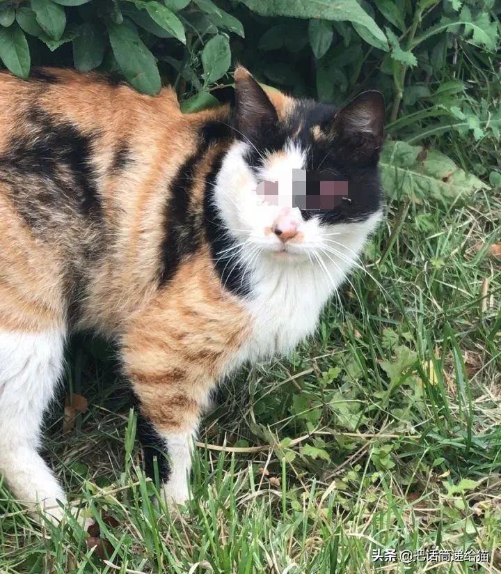 一只猫被另一只打,一只猫被两个人打