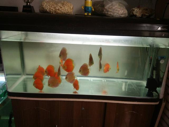 底滤鱼缸里的粪便是怎样被吸走的,上滤鱼缸有漂浮物和杂质怎么解决