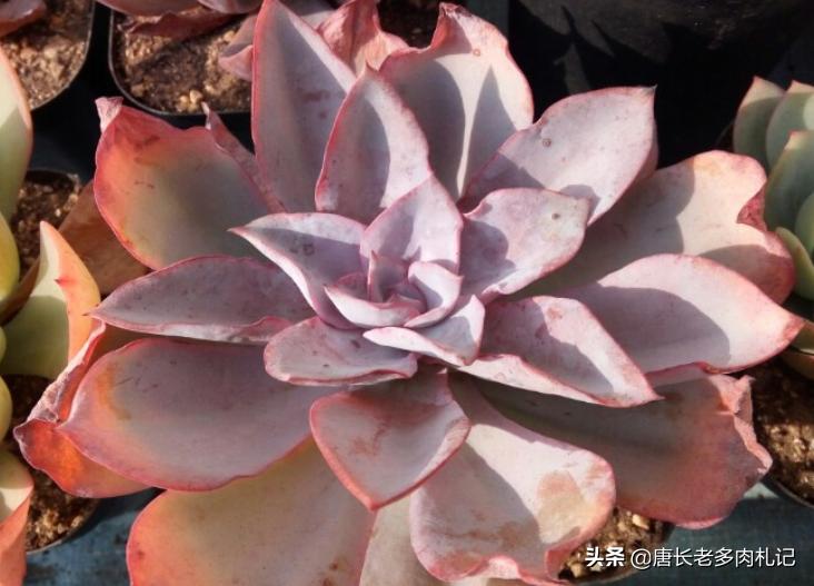 几款好看的厚叶型多肉,超大型多肉薄叶三仙广寒宫