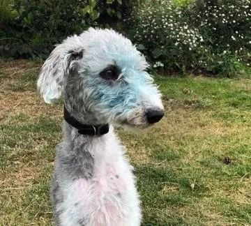 鐙楀瓙鎶婅嚜宸辩帺鎬ヤ簡,鐙楀瓙鎶婁富浜哄紕宕╂簝