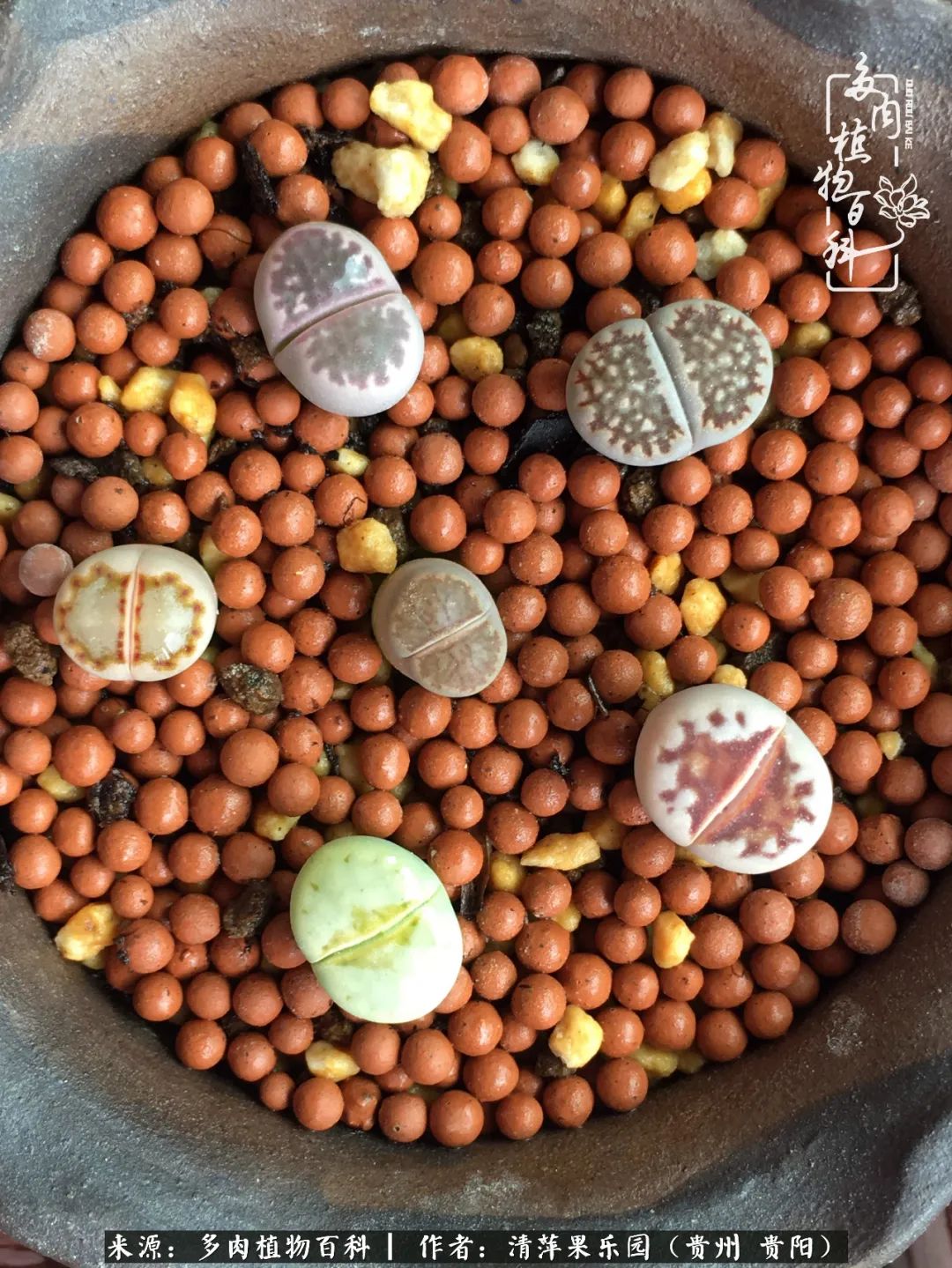 生石花庭院,晶莹剔透的生石花