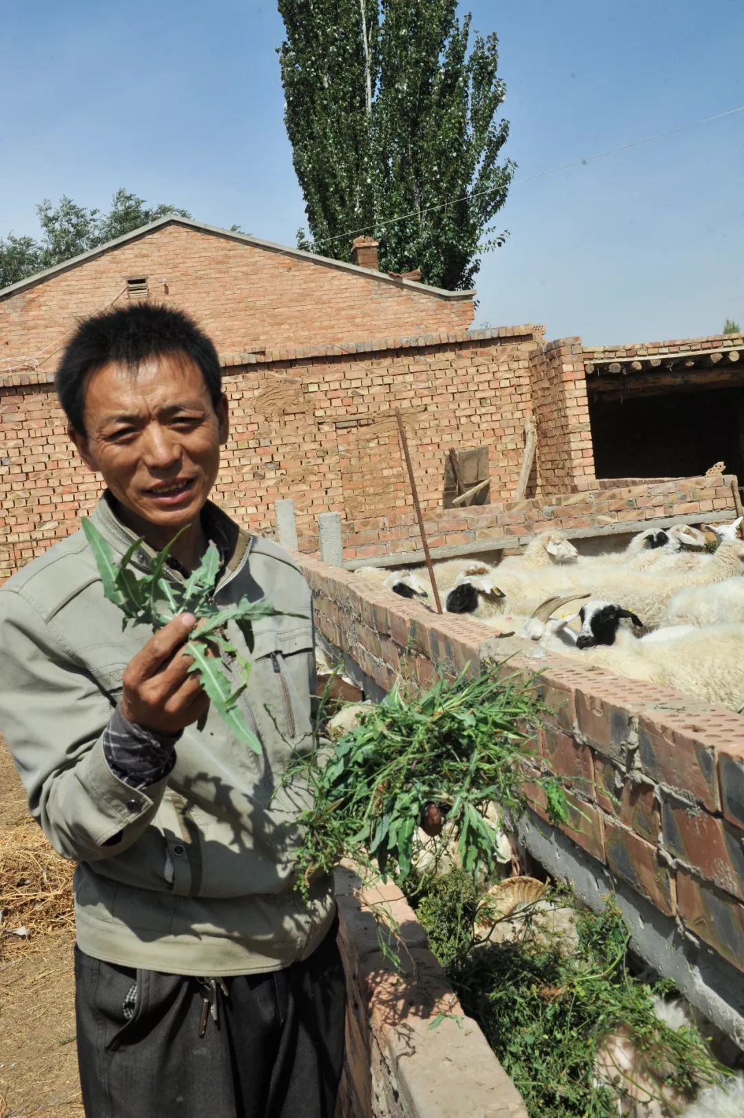 内蒙羊肉与盐池滩羊肉,新疆羊肉和盐池滩羊肉