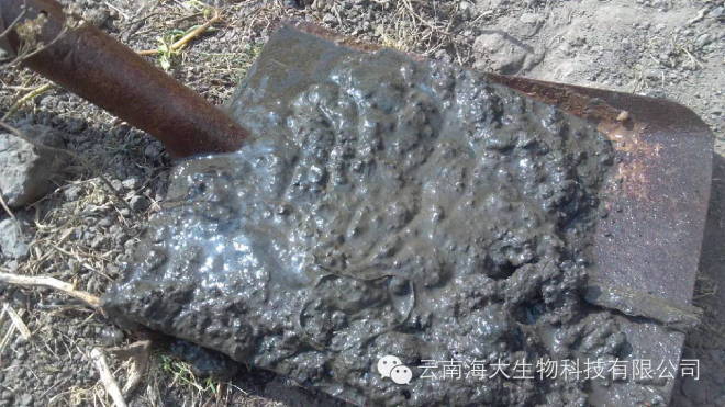 虾池水质过肥怎么处理,虾池水分层是怎么处理