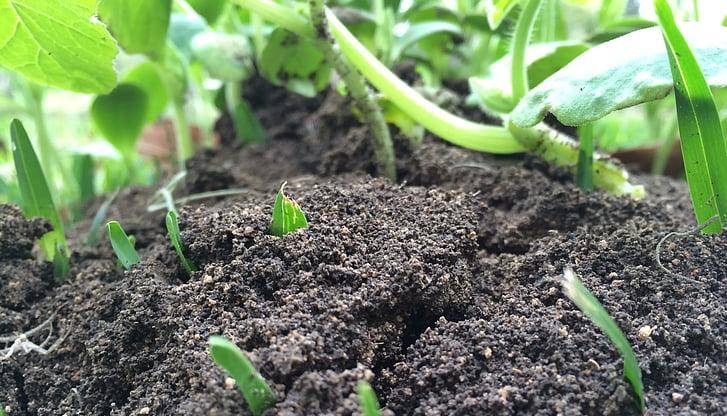 有机绿色无公害蔬菜,有机蔬菜无毒无害