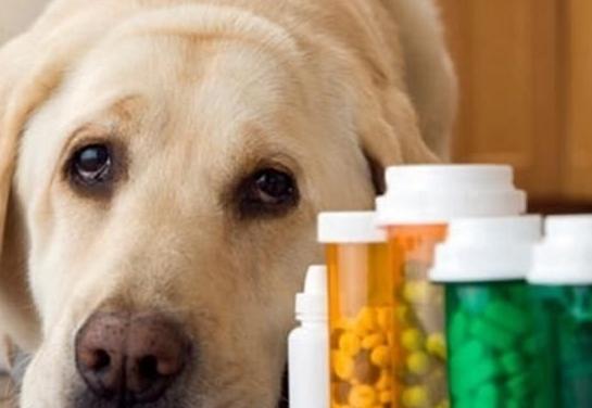 两天不遛狗对狗狗产生的影响,不带狗狗外出遛狗