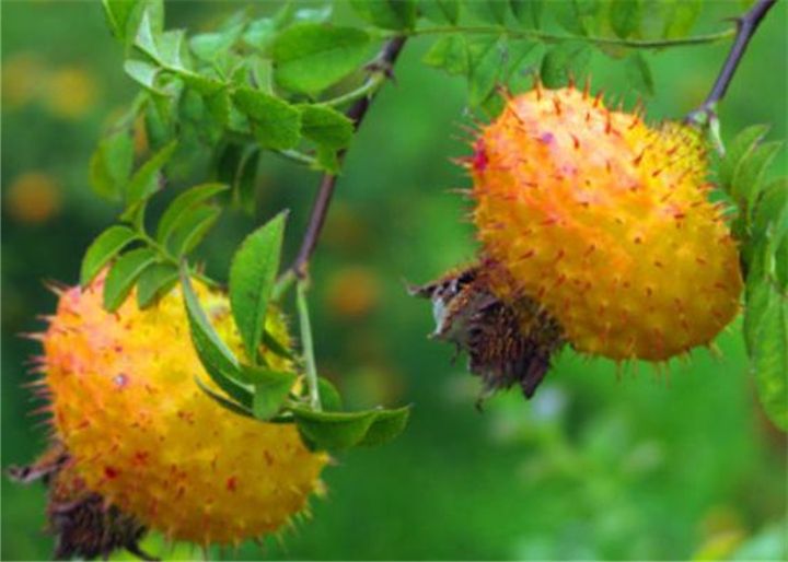 猕猴桃里的维生素c含量高吗,猕猴桃含有维生素c含量高的水果