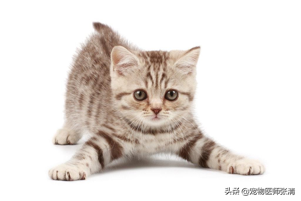 猫咪体臭,猫咪口特别臭怎么办