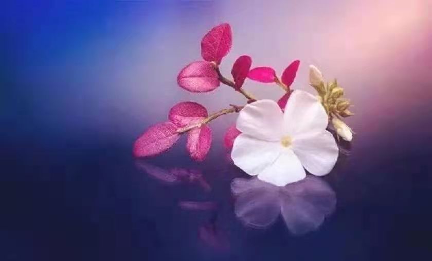 《无需讨好世界，且让自己欢喜》:做己喜欢之事，成己喜欢之人