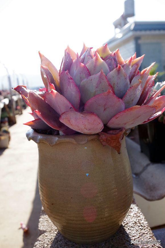 多肉七天内的生长变化,多肉变黄脱落什么原因