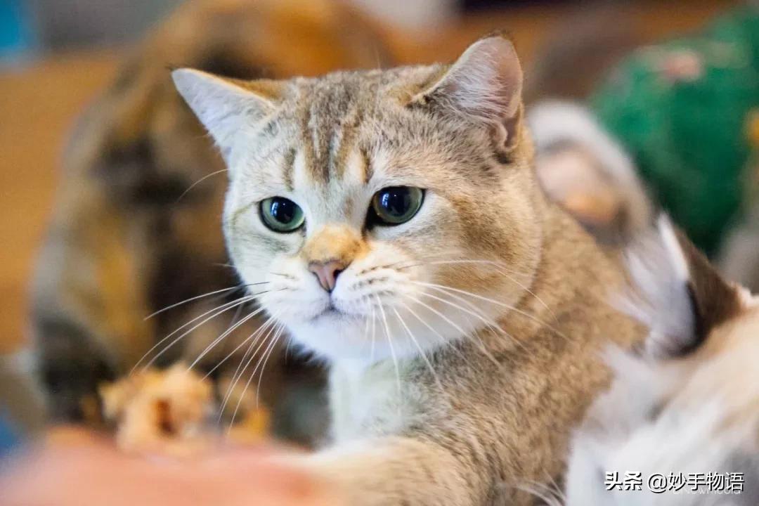 为什么总有人说养猫不如养小孩,年轻人不生孩子反而开始养猫了