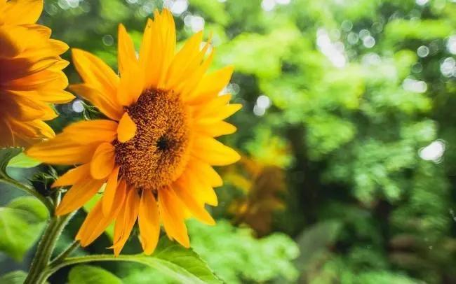 鍗椾含榧撴ゼ浜屽崄涔濅腑鑷磋繙涓,鍗椾含榧撴ゼ浜屽崄涔濅腑鑷磋繙鍒濅腑