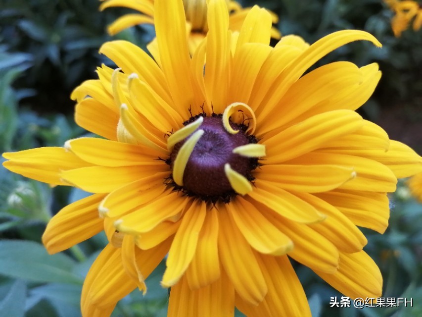 黑心金光菊和全缘金光菊的区别,黑心金光菊雌雄同株还是雌雄异株