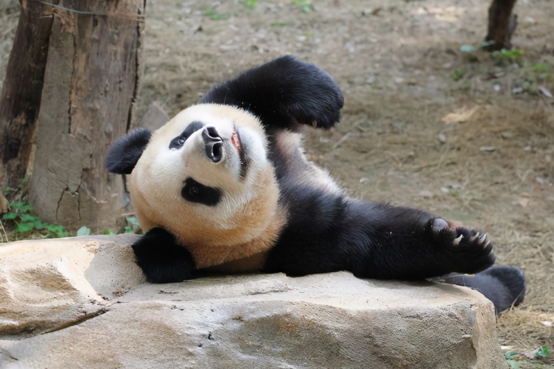 广州长隆野生动物园门票大熊猫,广州长隆野生动物园攻略熊猫