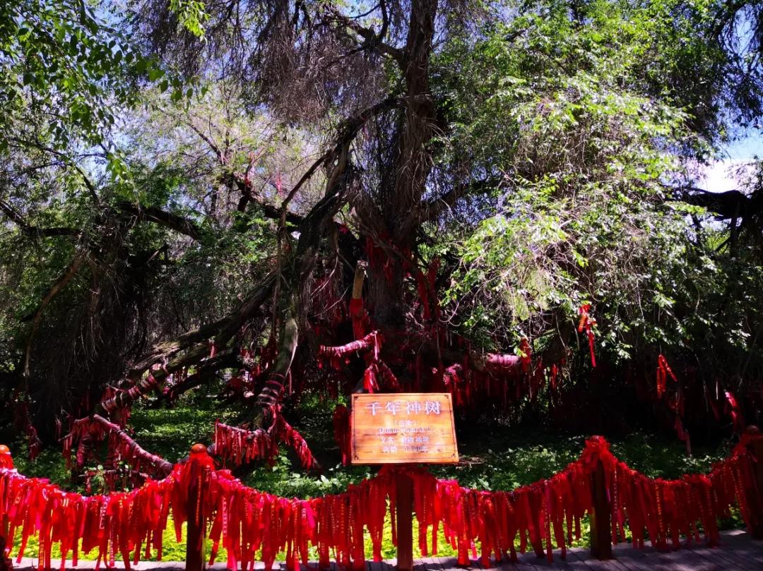 昌吉温泉推荐,打卡昌吉网红森林音乐喷泉