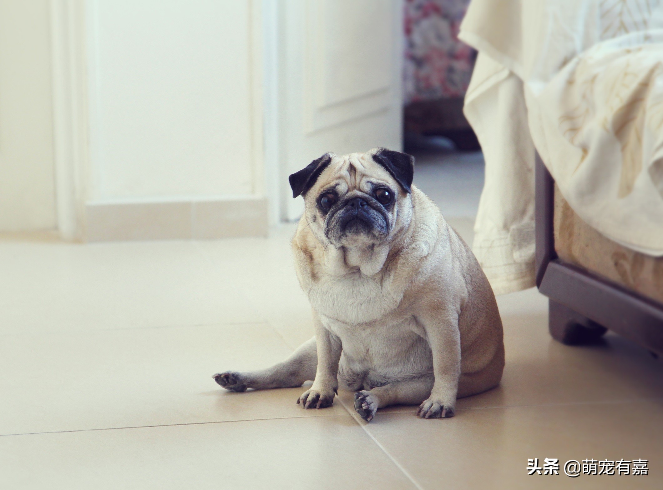 先天性心脏病狗狗的注意事项,心脏病的狗狗吃什么药