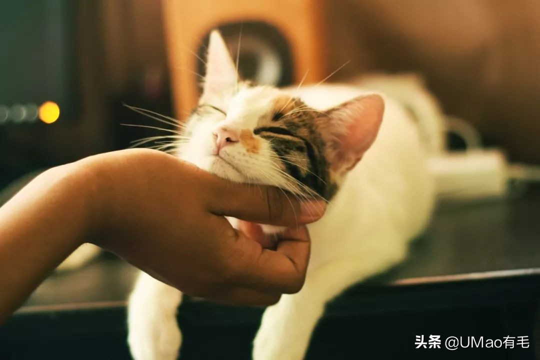 上门喂猫到底怎么样,上门喂猫一般多久一次