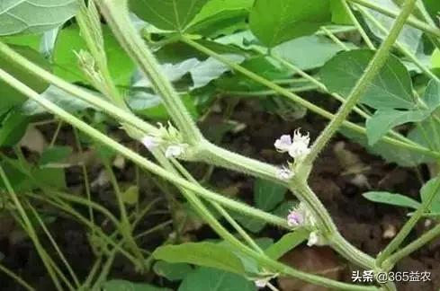 大豆开花结荚期怎么管理,大豆初花期如何管理才能增产