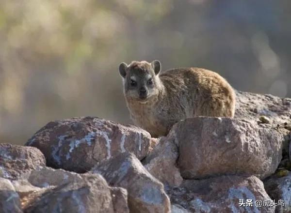 蛮荒无垠——撒哈拉沙漠