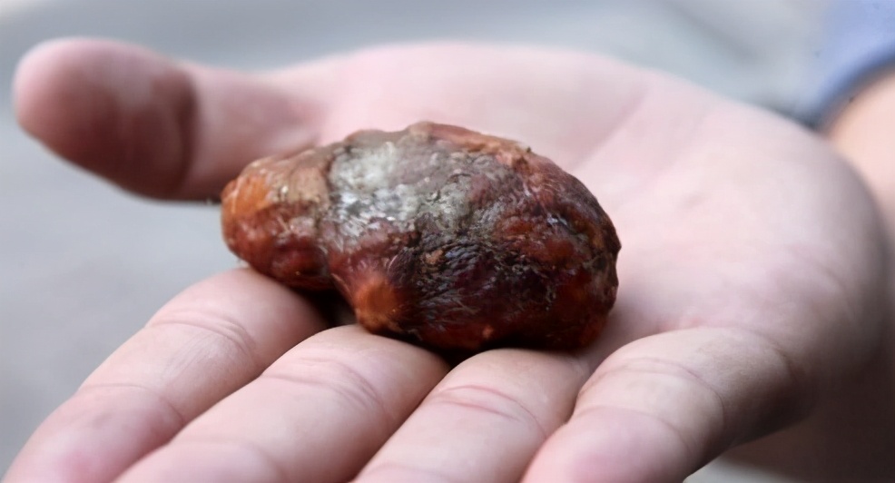 农村老土狗收购价格,为什么有人收购十年以上的老土狗