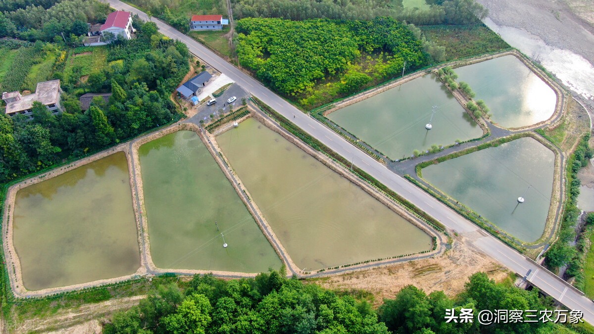 泥鳅养在桶里水多还是水少能养活,水泥池无土养泥鳅高密度养殖技术