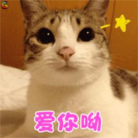 “情商”180，一只“社会”的小猫咪是怎么样炼成的？今天来教你