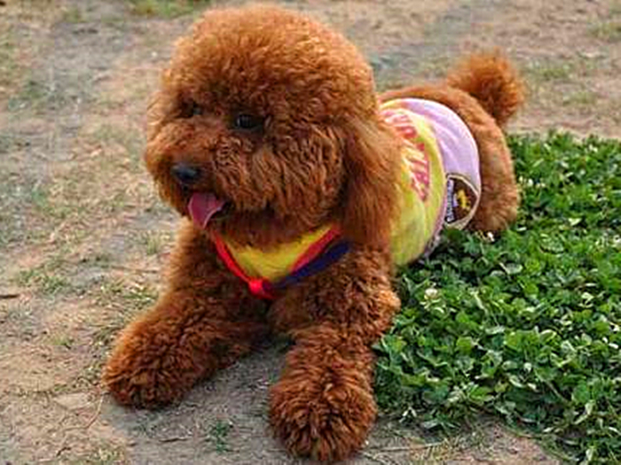 泰迪出现护食怎么办,泰迪常见问题及解决方案