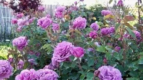 每天学习一点点——100种玫瑰品种科普