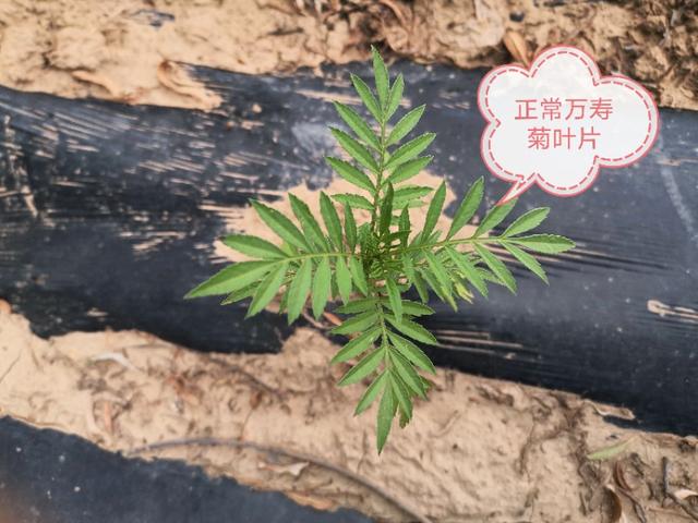 小蓟马的危害视频,豆角蓟马防治与高产