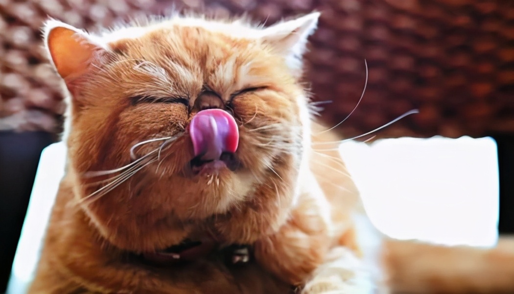 现在美国猫粮,为什么美国猫粮那么便宜