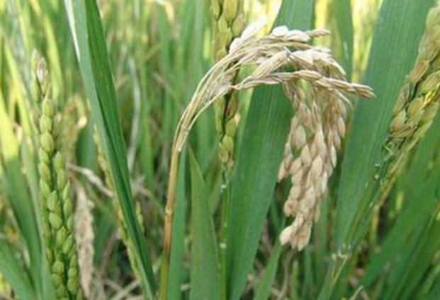 水稻稻瘟病防治技巧，及加强栽培管理，避免造成经济损失