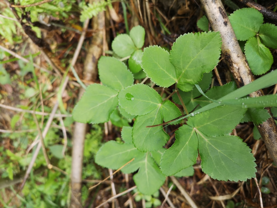 竹林深处探宝——只为了那一棵黄精