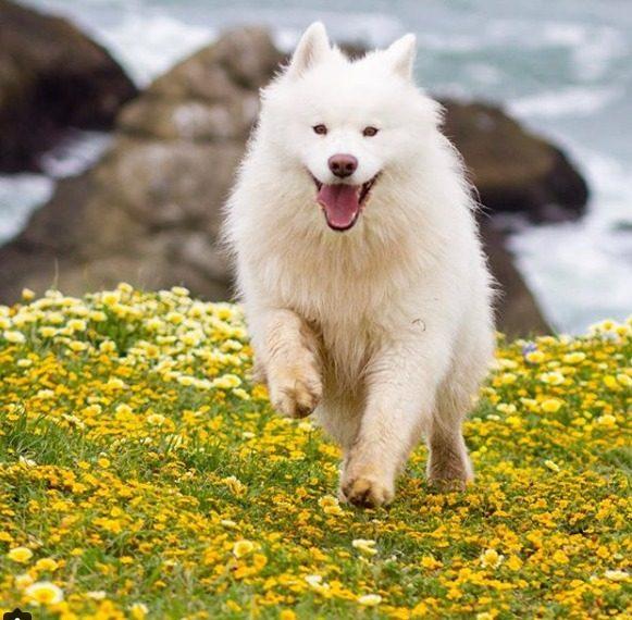 养萨摩耶聪明吗,微笑天使萨摩耶多少钱