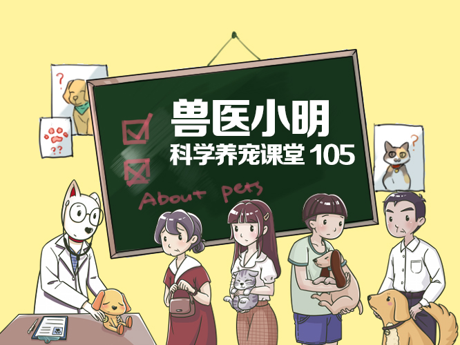 巨贵犬是不是和泰迪一样喜欢乱咬,养泰迪的3大痛苦养过的人都知道