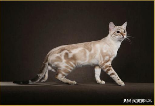 养猫新手买猫注意什么,新手养猫和买猫的注意事项