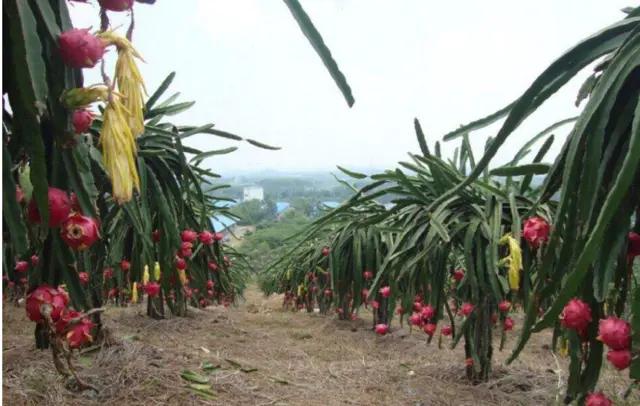 火龙果无公害高产栽培技术,火龙果怎么样发酵才能高产