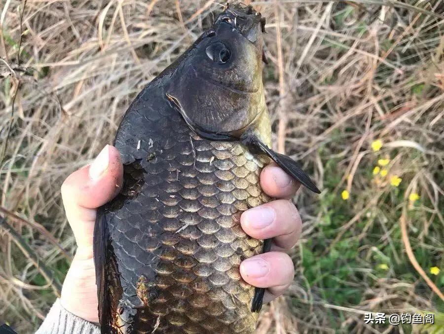 钓鱼小药添加剂一瓶搞定价格表 (钓鱼饵料小药水真的好用吗)