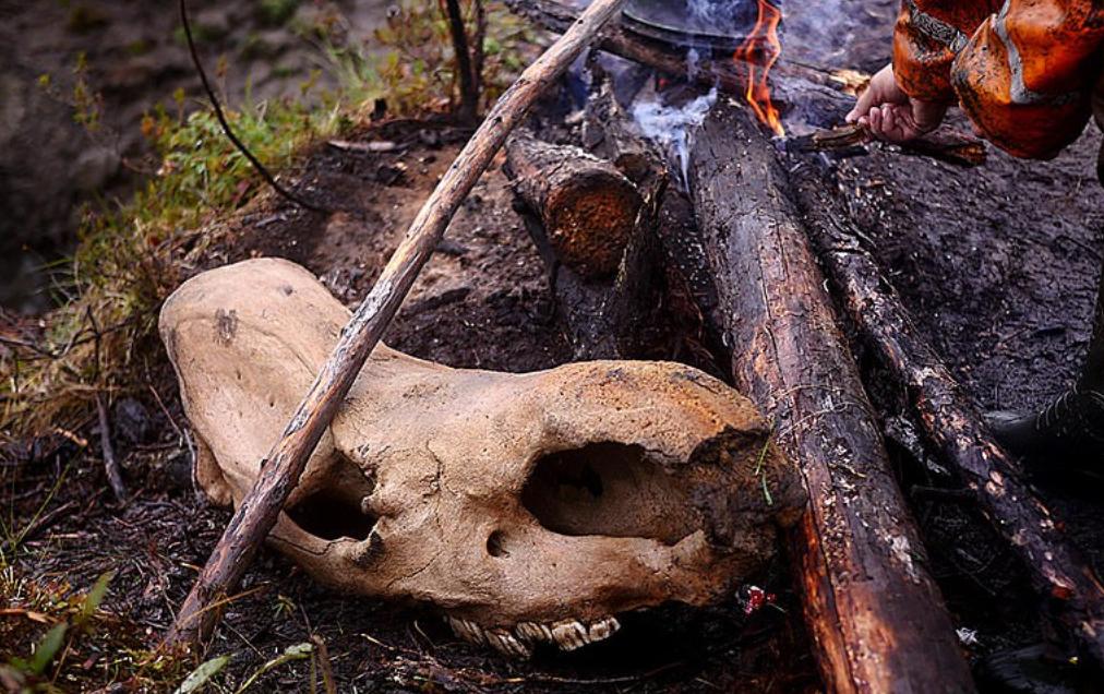 中国挖掘猛犸象牙,战斗民族挖到冰面