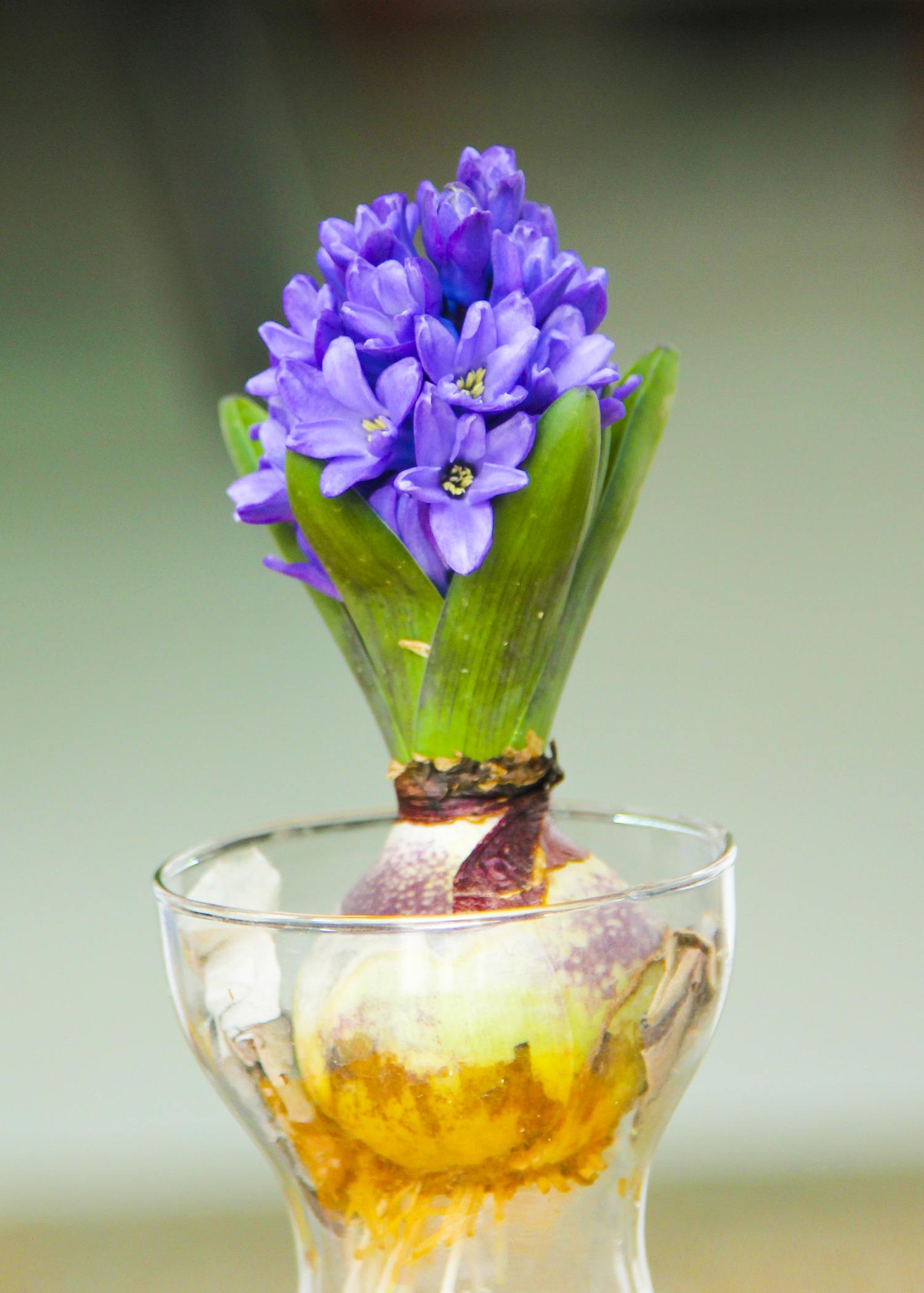 别人过年都养花，他偏爱“洋葱头”，笑话他的人，最后直喊羡慕！