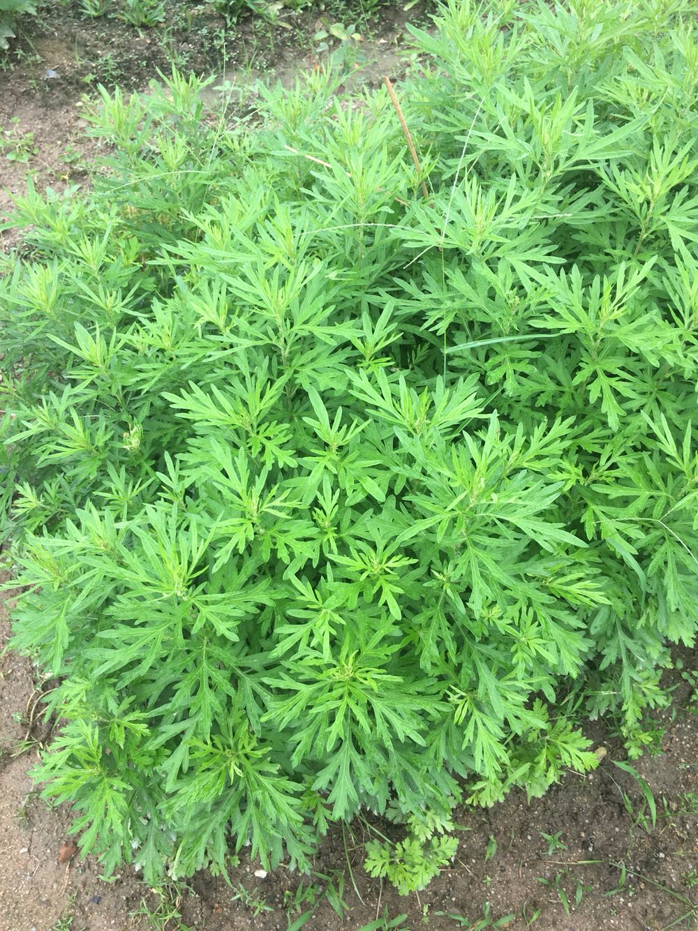 小时候经常见又叫不上名字的植物,一些常见的能吃的植物名称