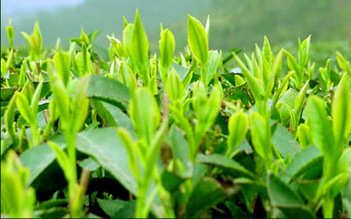 红茶高端喝法推荐茶叶品种,红茶系列比较好喝的品种