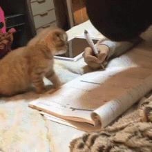 猫耳朵里有黑色脏东西是猫癣吗,猫耳朵里有黑黑的东西就是耳螨吗