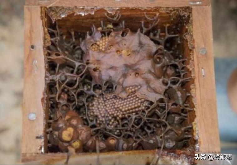 无刺蜂会不会逃跑,无刺蜂怎么攻击敌人