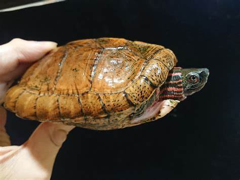 匠志萌宠乐园教学,匠志萌宠