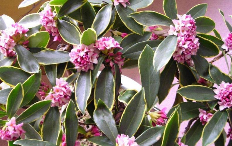 金边瑞香盆栽怎么养才能开花,金边瑞香花怎么养开花最棒