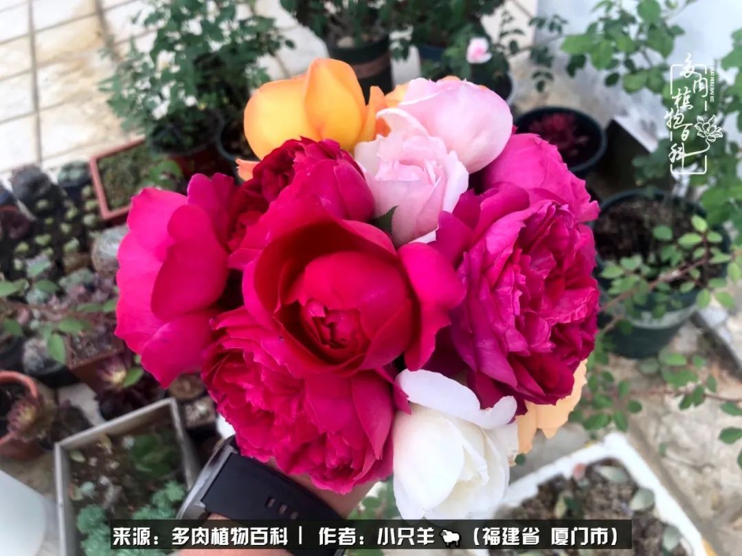 多肉像葡萄一样,多肉像铃兰一样