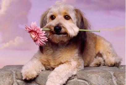 狗狗体外寄生虫用什么药好,狗狗体外虫卵怎么驱除