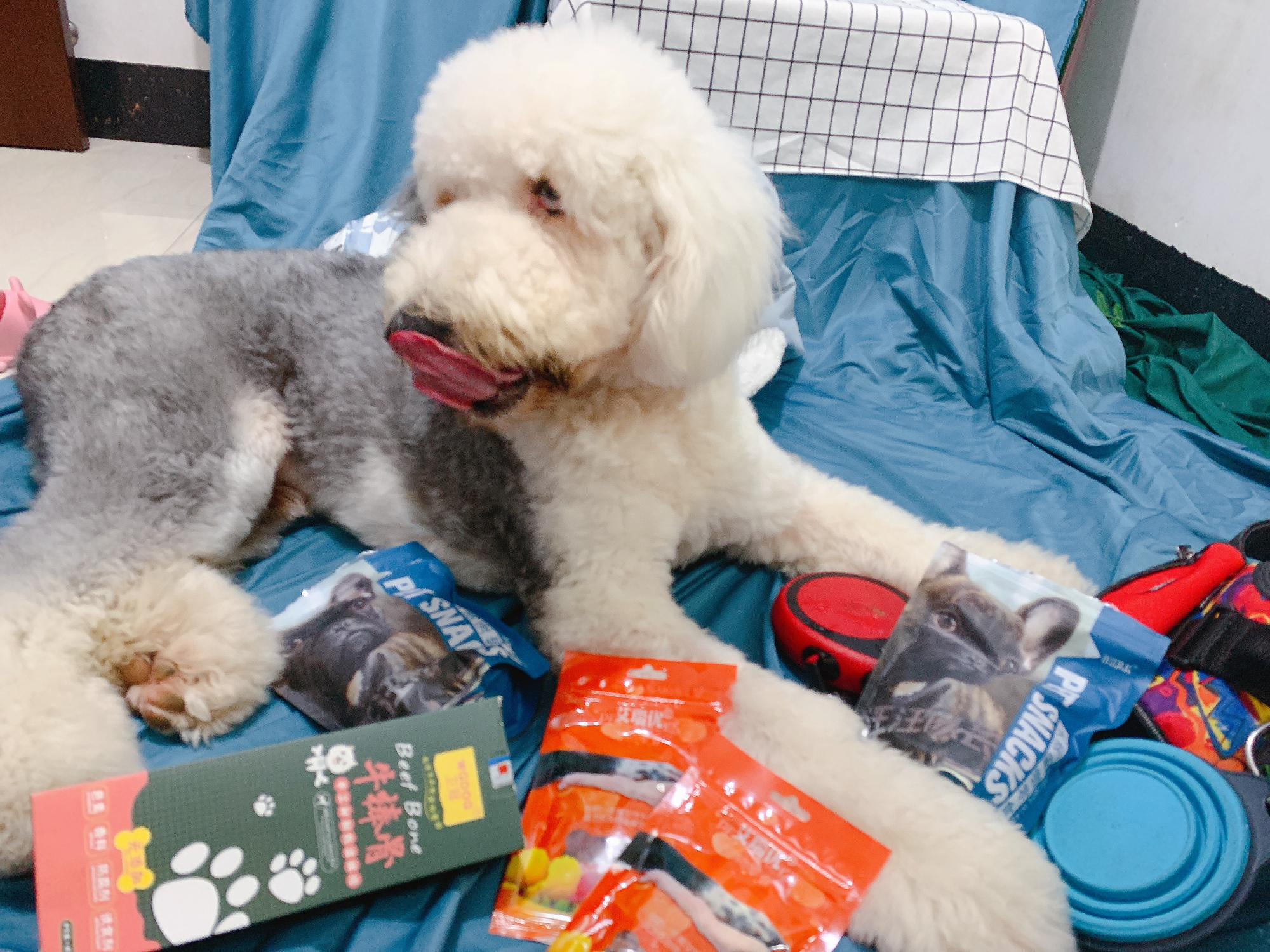 一只狗狗在家里面会无聊吗,狗狗自己在家会不会很无聊