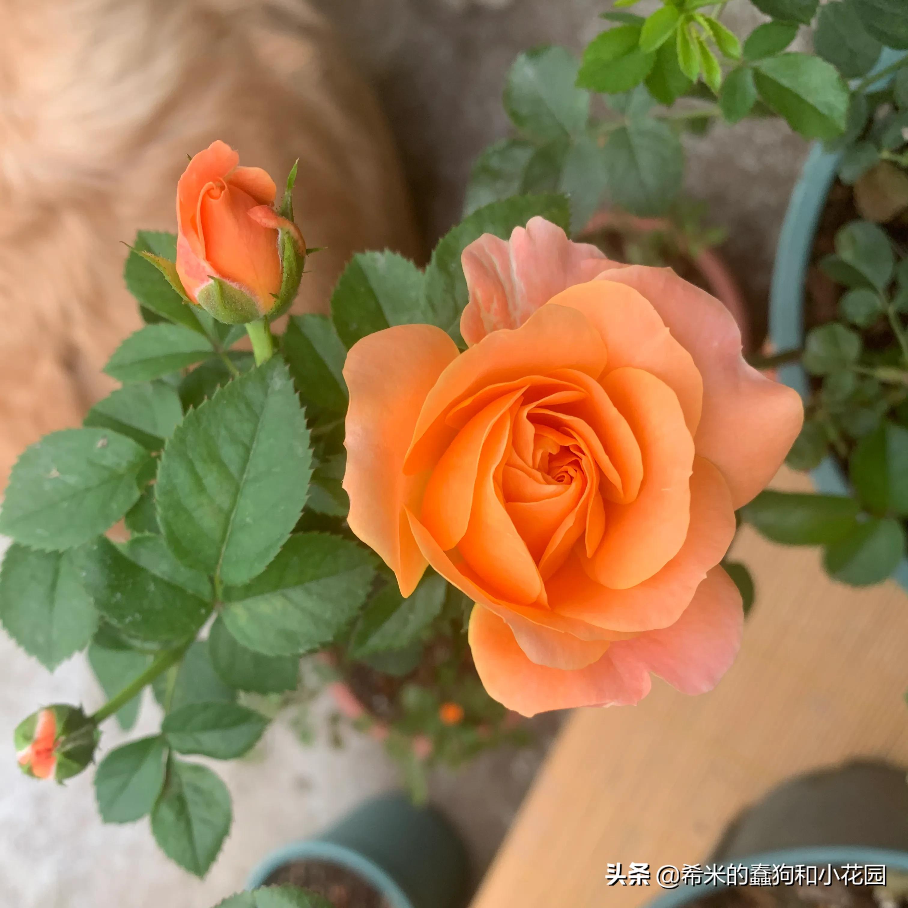 苦尽甘来栀子花,苦尽甘来推荐