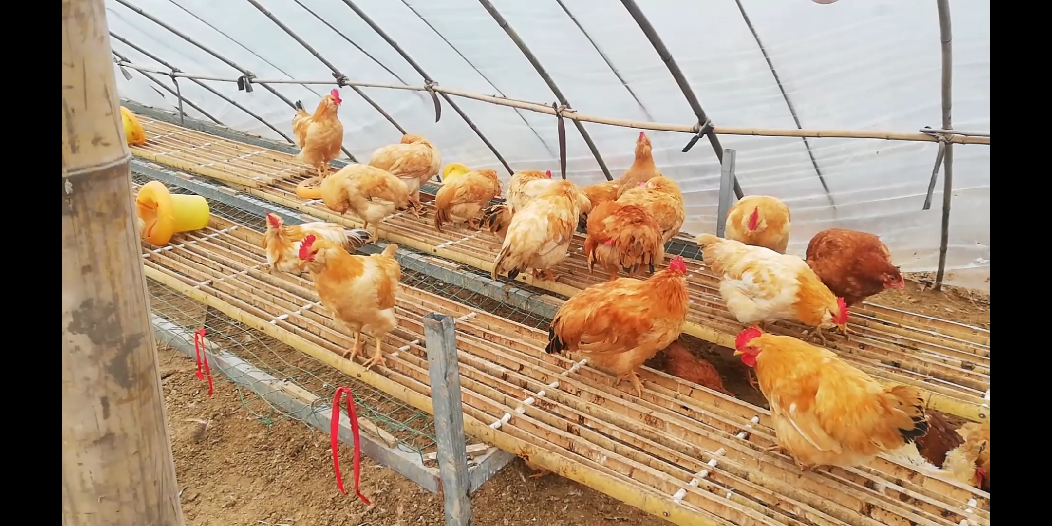 鸡啄肛啄羽吃什么药,养鸡啄羽啄肛如何解决