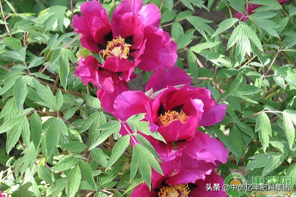 牡丹花怎么栽培,牡丹花怎么栽培视频教程